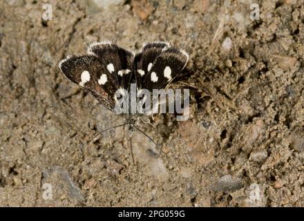 Weiße Sable Moth (Anania funebris), Erwachsener, trinkt Mineralien aus feuchtem Boden, Pontic Mountains, Anatolien, Türkei Stockfoto