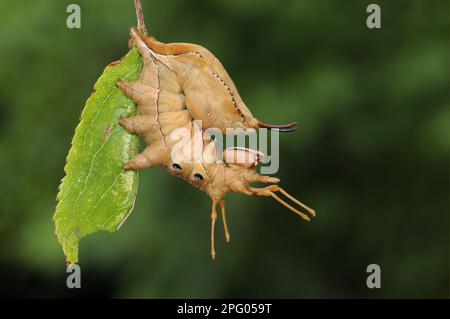 Hummer Moth (Stauropus fagi) ausgewachsene Larven, in Verteidigungsstellung auf Schwarzdornblatt, Oxfordshire, England, Vereinigtes Königreich Stockfoto