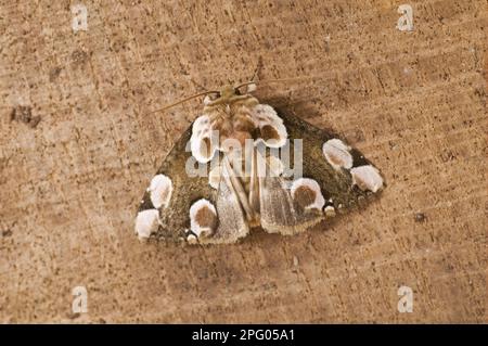 Roseneife, Pfirsichblüten (Thyatira Batis), Insekten, Motten, Schmetterlinge, Tiere, Andere Tiere, Peach Blossom Moth, ausgewachsen, ruhend auf Schnittholz Stockfoto