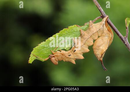 Hummer Moth (Stauropus fagi) ausgewachsene Larven, Fütterung von Schwarzdornblatt, Oxfordshire, England, Vereinigtes Königreich Stockfoto