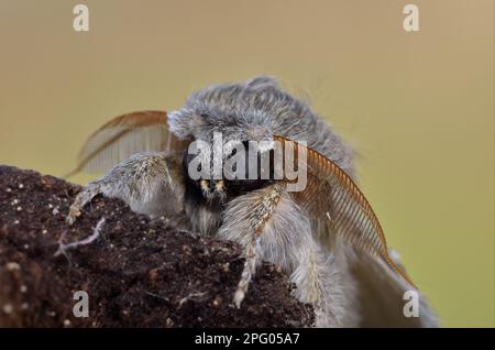 Hummermotten (Stauropus fagi), Insekten, Motten, Schmetterlinge, Tiere, Andere Tiere, Hummer Moth männlich, Nahaufnahme des Kopfes, Oxfordshire, England Stockfoto