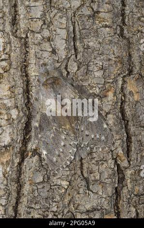 Hummer Moth (Stauropus fagi), Erwachsene, getarnt am Baumstamm, Oxfordshire, England, Vereinigtes Königreich Stockfoto