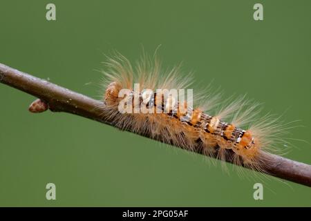 Scarce merveille du jour (MoMA alpium), Orioneule, Seladoneule, Orioneule, Insekten, Motten, Schmetterlinge, Tiere, andere Tiere, seltener Merveille du Stockfoto