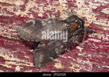 Eisen vorstehend (Notodonta dromedarius), Erwachsener, auf einem alten Türrahmen mit abblätternder Farbe aufliegend, Powys, Wales, Großbritannien Stockfoto