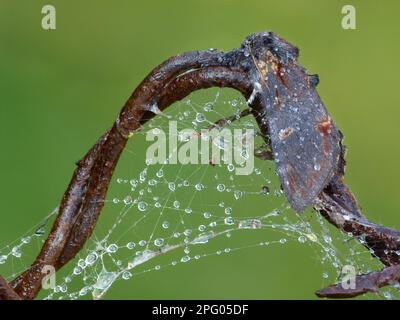 Eisen prominent (Notodonta dromedarius), Erwachsene, mit Spinnennetz und Regentropfen auf rostigem Draht, Leicestershire, England, Großbritannien Stockfoto