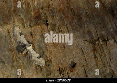 Lime-speck Pug (Eupithecia centaureata), ausgewachsen, Rinde, Sheffield, South Yorkshire, England, Vereinigtes Königreich Stockfoto