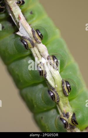 Puss Moth (Cerura vinula) Raupe, Nahaufnahme der Beine, Sheffield, South Yorkshire, England, Vereinigtes Königreich Stockfoto
