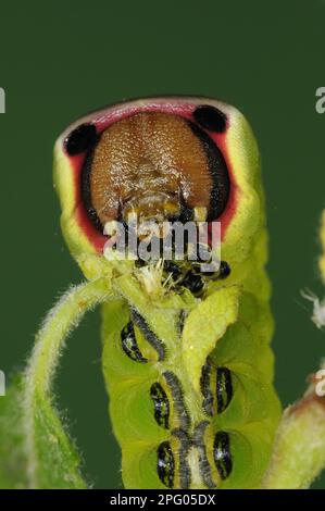 Pussmoth (Cerura vinula), Raupe, füttert Ziegenweide (Salix caprea), Oxfordshire, England, Großbritannien Stockfoto