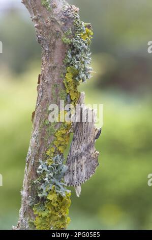 Blass prominent (Pterostoma palpina) Moth, auf einem mit Lichen bedeckten Zweig ruhend, Essex, England, Vereinigtes Königreich Stockfoto