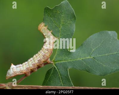 Prominente Raupe des Ahorns (Ptilodontella cucullina), Fütterung auf den Blättern des Ahorns (Acer Campestre), Cannobina Valley, italienische Alpen Stockfoto