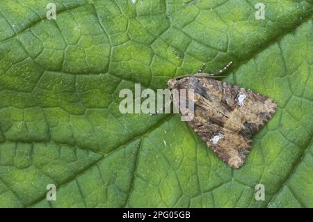 Gemeine rustikale (Mesapamea secalis), Getreideeier, Eulen, Insekten, Motten, Schmetterlinge, Tiere, andere Tiere, gemeiner Russe, ausgewachsen, auf Essex Stockfoto