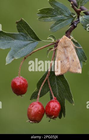 Roter Weidendorn (Enargia paleacea), ausgewachsen, ruhend auf gewöhnlichem Weidendorn (Crataegus monogyna) Strauß mit Beeren, Leicestershire, England, Vereinigtes Königreich Stockfoto