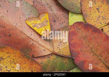 Sallow mit Zentrumsverschluss (Atethmia centrago), Erwachsener, ruhend auf gefallenen Blättern, Essex, England, Vereinigtes Königreich Stockfoto