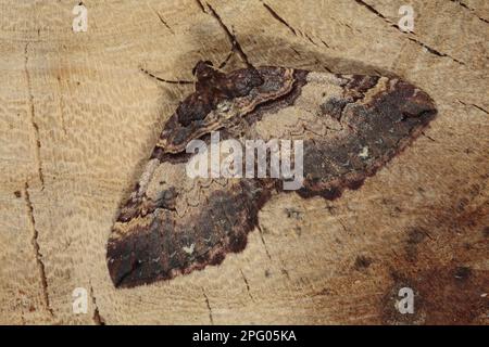 Schulterstreifenmotte (Anticlea badiata), Erwachsene, Powys, Wales, Marsh Stockfoto