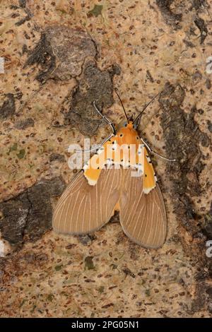 Aganais-Eulenmotte (Noctuidae), Insekten, Motten, Schmetterlinge, Tiere, Andere Tiere, Tiger Moth (Asota speciosa) ausgewachsen, ruhend auf einem Baum Stockfoto