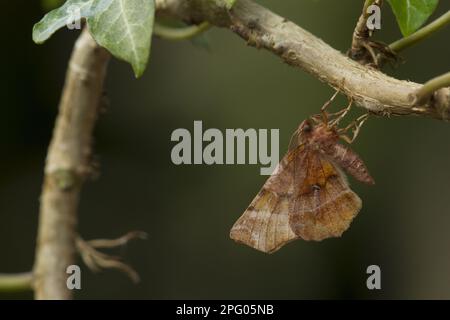 Early Thorn Moth (Selenia dentaria) adult, Roosting in Ivy, Sheffield, South Yorkshire, England, Vereinigtes Königreich Stockfoto