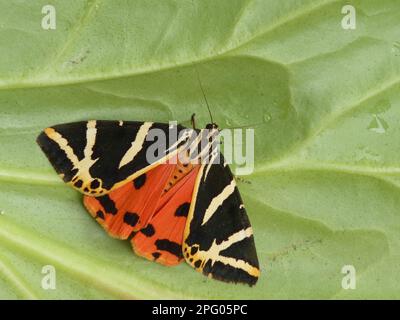 Russischer Bär, Grunerbär, Grünbär, schöner Bär, Jersey-Tiger (Euplagia quadripunctaria), spanische Flagge, Insekten, Motten, Schmetterlinge, Tiere Stockfoto