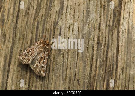 True Lover's Knot (Lycophotia porphyrea) adult, Sheffield, South Yorkshire, England, Großbritannien Stockfoto