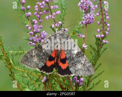 Roter Unterflügel (Catocala nupta), Erwachsene, Hinterflügel, auf gewöhnlicher Heidekraut (Calluna vulgaris), Leicestershire, England, United Stockfoto