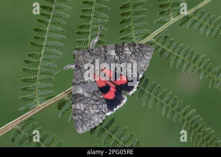 Red Underwing (Catocala nupta) Red Underwing, männlich, männlich, männlich, Hintertür farblos, auf Farnfront ruhend, Leicestershire, England, Vereinigtes Königreich Stockfoto