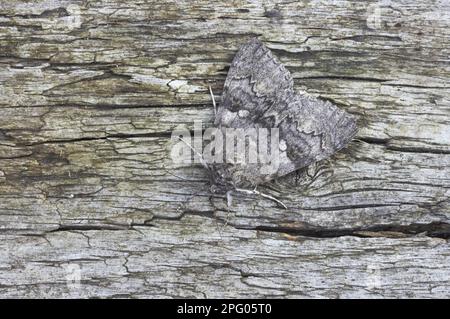 Red Underwing (Catocala nupta), Moth, in Log, Essex, England, Vereinigtes Königreich Stockfoto