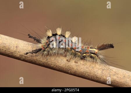 Common Vapourer (Orygia antiqua) Caterpillar, on STEM, Leicestershire, England, Vereinigtes Königreich Stockfoto