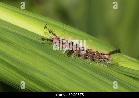 Raupe des Gemeinen Vapourer (Orgyia antiqua), auf Blättern im Garten, Wisbech, Cambridgeshire, England, Vereinigtes Königreich Stockfoto