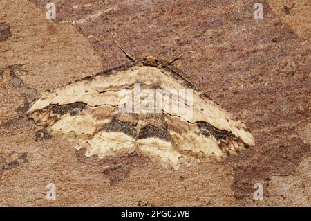 Menophira abruptaria, lederbraun gewellte Umbermotte (Menophra abruptaria), Insekten, Motten (Geometridae), Schmetterlinge, Tiere, Andere Tiere, winkten Stockfoto