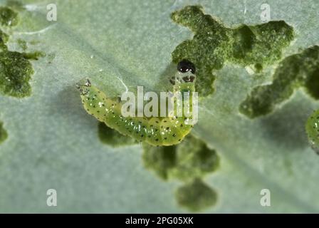 Kleiner weißer (Pieris rapae) Schmetterling, neugeborene Raupe, die sich von einem Kohlblatt ernährt Stockfoto