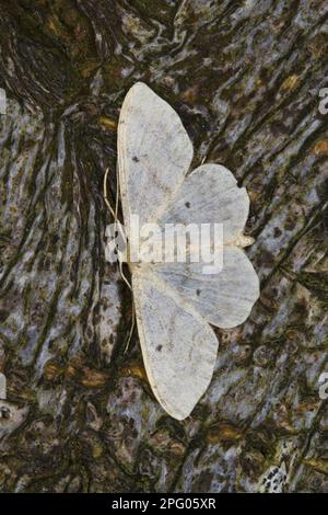 Kleine Fächerwelle (Idaea biselata), Spanner, Insekten, Motten, Schmetterlinge, Tiere, andere Tiere, kleine Fächerfußwelle Erwachsene, Ruhe Stockfoto