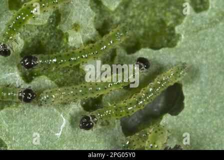 Kleiner weißer (Pieris rapae) Schmetterling, neugeborene Raupen, die sich von einem Kohlblatt ernähren Stockfoto