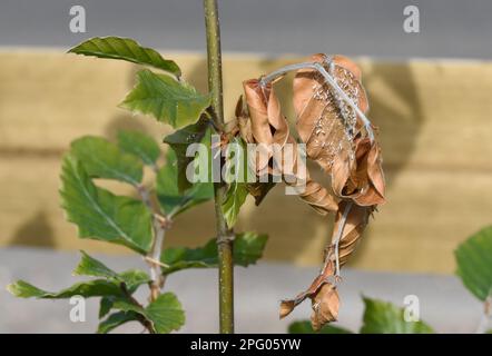 Wooly Beech aphid, Phyllaphis fagi, Damage to Shots of Young Common Beech (Fagus sylvatica), Hedge, Berkshire, England, Vereinigtes Königreich Stockfoto