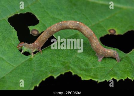 Raupe der Weißen Welle (Cabera pusaria), ernähren sich von Blättern der Gemeinen Hasel (Corylus avellana) in uralten Wäldern, Naturschutzgebiet Gelli Hir Stockfoto