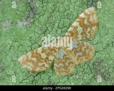 Gelbgestreifte Erlenmotte, gelbwellige Erlenmotte, Insekten, Motten, Schmetterlinge, Tiere, andere Tiere, kleine gelbe Gelbwelle (Hydrelia Stockfoto
