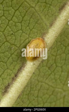 Kissen-Kalkinsekt, Pulvinaria floccifera, auf der Unterseite des Ziergartens Rhododendron leaf, Berkshire, England, Vereinigtes Königreich Stockfoto