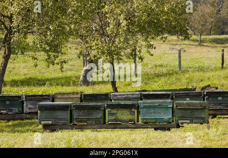 Bienenzucht, Bienenstöcke im Obstgarten des alten sächsischen Dorfes, Crit, Siebenbürgen, Rumänien Stockfoto