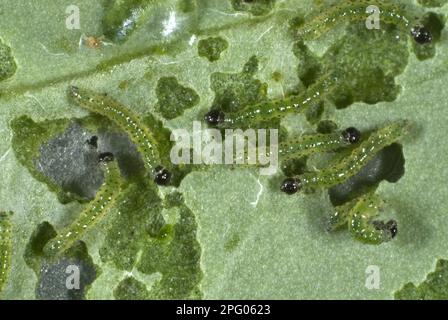 Kleiner weißer (Pieris rapae) Schmetterling, neugeborene Raupen, die sich von einem Kohlblatt ernähren Stockfoto