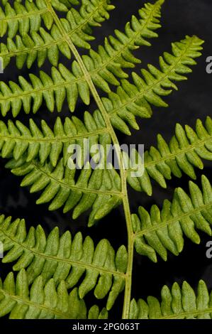 Bracken (Pteridium aquilinum) Nahaufnahme der Fronds, England, Vereinigtes Königreich Stockfoto