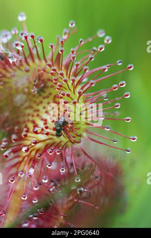 Rundblättriger Sundew (Drosera rotundifolia) – Nahaufnahme des Blatts mit Fliege, die in Drüsenhaaren und klebrigem Schleim gefangen ist und in Tieflandseiden wächst Stockfoto