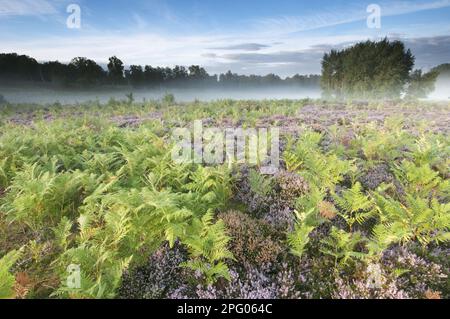 Bracken (Pteridium aquilinum) mit gemeiner Heidekraut (Calluna vulgaris) blüht, wächst in Tiefland-Heidekraut im Morgengrauen, Hothfield-Heidekraut Stockfoto