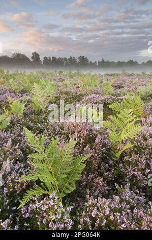 Bracken (Pteridium aquilinum) mit gemeiner Heidekraut (Calluna vulgaris) blüht, wächst in Tiefland-Heidekraut im Morgengrauen, Hothfield-Heidekraut Stockfoto