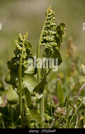 Adderstongue Fern (Ophioglossum vulgatum) im Grasland, Schweiz Stockfoto