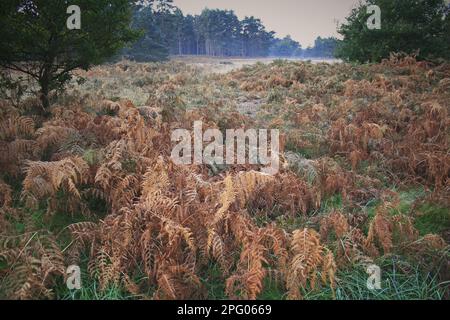 Bracken (Pteridium aquilinum), im Breckland Heath Habitat at at at at Dawn, Knettishall Heath Country Park, Suffolk, England, Vereinigtes Königreich Stockfoto