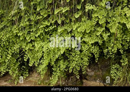 Südlicher Maidenhair Fern (Adiantum capillus-veneris), der in der heimischen Region auf Wet Tufa, Anstey Cove, Torbay, Devon, England, angebaut wird; Vereinigtes Königreich Stockfoto