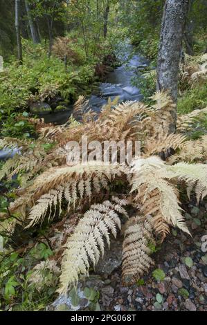 Straußenfern (Matteuccia struthiopteris)-Fronds in Herbstfarbe, die im Waldlebensraum neben dem Strom wachsen, Muonio, Lappland, Finnland Stockfoto