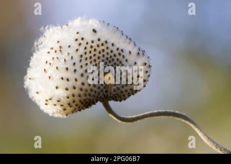 Japanisch (Anemone hupehensis var. Japonica) Anemone „praecox“, Nahaufnahme des Saatkopfes, in Garden, Carmarthenshire, Wales, Vereinigtes Königreich Stockfoto