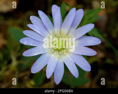 Griechische Windblume (Anemone blanda), Balkan-Anemone, Ranunculaceae, griechische Windblume, Nahaufnahme der Blume, die in mediterranen Makschien wächst, Peloponesos Stockfoto