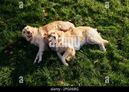 Auf dem Rasen liegen. Zwei wunderschöne Golden Retriever-Hunde machen gemeinsam einen Spaziergang im Park Stockfoto