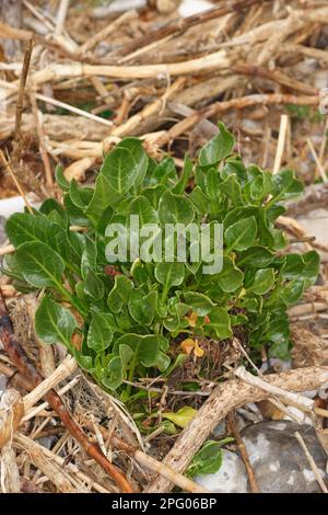 Rüben (Beta vulgaris subsp. maritima) Blätter, die an der Strandküste wachsen, Swanage, Dorset, England, Großbritannien Stockfoto