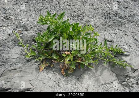 Rüben (Beta vulgaris subsp. maritima) zwischen Felsen, Dorset, England, Großbritannien Stockfoto